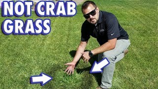 How to get rid of tall fescue [upl. by Torto]