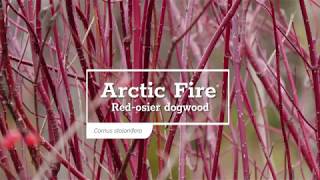 30 Seconds with Arctic Fire® Red Twig Dogwood [upl. by Ocsecnarf295]