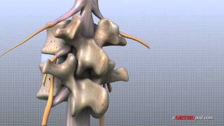 Lumbar Spine Anatomy [upl. by Akiaki]