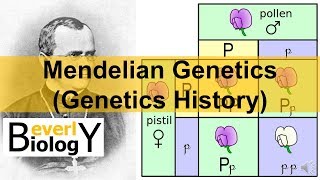 Mendelian Genetics Genetics History [upl. by Adnelg]