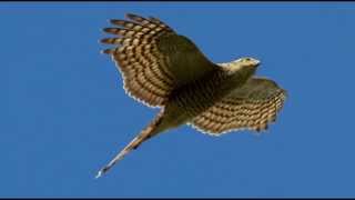 Sparrowhawk Bird Call Bird Song [upl. by Dent]