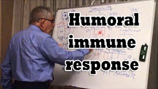 Humoral immune response [upl. by Mountfort]