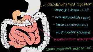 Small Intestine Structure Digestion Absorption [upl. by Rumit574]