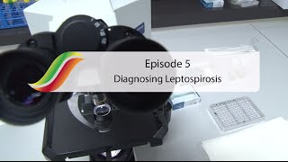 Diagnosing Leptospirosis  Episode 5  Massey University [upl. by Ibok992]