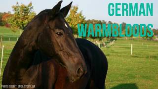 German Warmbloods [upl. by Amilb841]