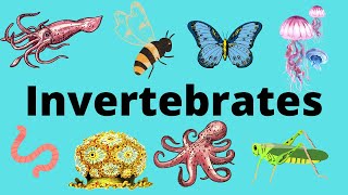 The Diversity of Invertebrates [upl. by Aevin]