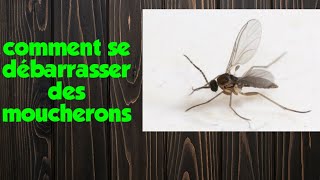 Comment se débarrasser des moucherons [upl. by Raynold]