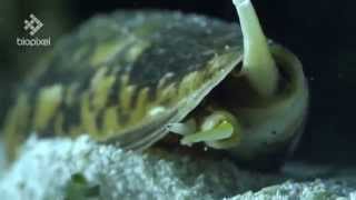 Striatus Cone Shell spearing fish with venomous harpoon [upl. by Ttenaej]