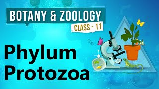 Phylum Protozoa  Kingdom Animalia  Biology Class 11 [upl. by Judas]