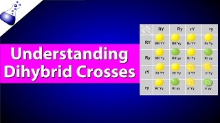 Dihybrid Genetic Cross [upl. by Ecnaled]