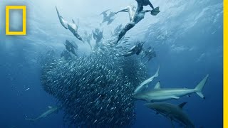 Sardine Feeding Frenzy  50 Shades of Sharks [upl. by Essirehc]