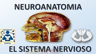 NEUROANATOMIA Introduccion al sistema nervioso [upl. by Whitney]