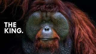 Orangutan King of the Treetops [upl. by Armallas]