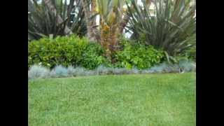 Blue Fescue grass as border trim [upl. by Dimitris998]