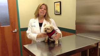 Understanding Leptospirosis in Dogs [upl. by Enoved]