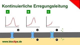 Kontinuierliche Erregungsleitung [upl. by Zippel]