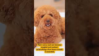 Essential Maltipoo Dog Breed Facts Revealed [upl. by Rilda]