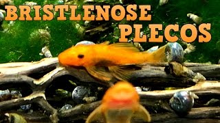 Bristlenose Plecos Keeping Feeding Breeding [upl. by Ertha265]