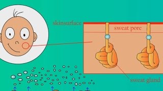 How Does Sweat Work [upl. by Gnouhc]