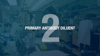 Better IHC Step 2 Antibody Dilution [upl. by Lombardy993]