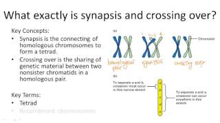 Synapsis and Crossing Over [upl. by Heman660]