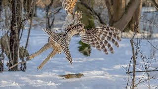 Barred Owl Hunting a Chipmunk  Epic Pursuit in Daylight Graphic [upl. by Haela377]