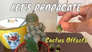 Propagating Offsets from a Grafted Cactus  Cactus Propagation [upl. by Ambur51]