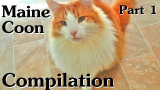 Maine Coon Compilation  Part 1 of Maine Coon Cats doing Maine Coon things [upl. by Yuh467]