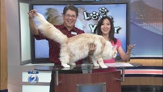 Love Your Pet Maine Coon Cats [upl. by Takakura340]