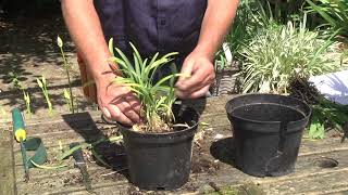 DIVIDING amp REPOTTING AGAPANTHUS [upl. by Thorlie]