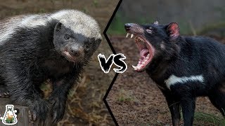 HONEY BADGER VS TASMANIAN DEVIL  Who Would Win [upl. by Assillim436]