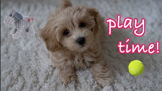 Cute Maltipoo Puppy Playing [upl. by Robbi]