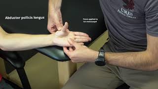 Manual Muscle Test for Thumb Abduction [upl. by Felipa]