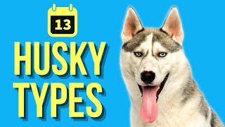 13 Types Of Huskies  Husky Evolution [upl. by Iahcedrom]