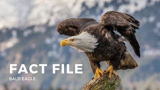 Facts about the Bald Eagle [upl. by Judus672]