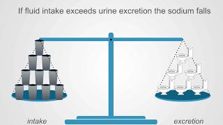 Review of Potassium Metabolism – Nephrology  Lecturio [upl. by Haelhsa]