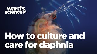 Caring and Culturing for Daphnia [upl. by Peltier204]