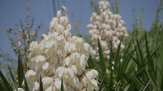 Yucca Plant [upl. by Zaid]