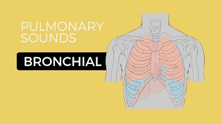 02  Lung Sounds  Bronchial breath sounds [upl. by Zetrauq459]