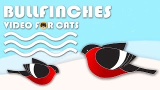 Cat Games on Screen  Bullfinches BIRDS VIDEO FOR CATS TO WATCH [upl. by Vassily]