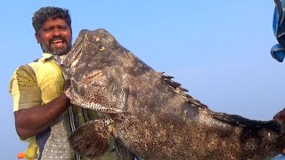 BIGGEST Goliath Grouper fish ever caught [upl. by Ayin981]