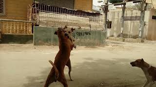 Dogs fight gang war extreme Real [upl. by Nobell995]