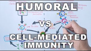 Humoral and Cell Mediated Immunity [upl. by Echikson]