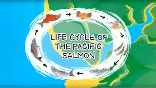 Life Cycle of the Pacific Salmon [upl. by Rrats]