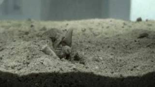 Cone Snails eating fish [upl. by Dranreb218]