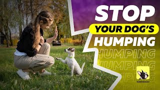 Why Do Dogs Hump  How to Stop Dog HumpingMounting  EveryDoggy [upl. by Wenger]