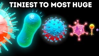 Microbes From Smallest to Largest [upl. by Yentuoc]