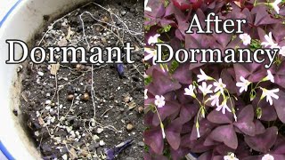 How To Let Your Purple Shamrocks Oxalis triangularis Go Dormant [upl. by Scarlett]