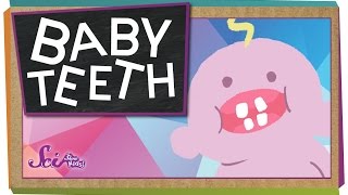 Why Do We Have Baby Teeth [upl. by Gilmore]