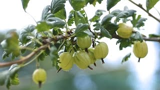 GOOSEBERRIES  HOW TO PLANT AND GROW THEM [upl. by Heyman193]